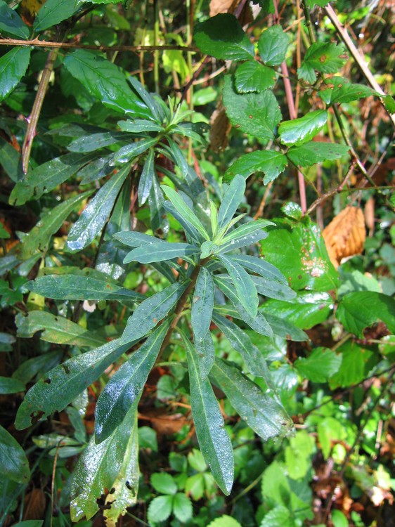 Euphorbia amygdaloides